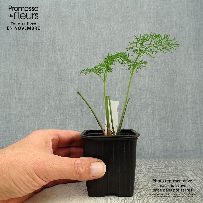 Exemplar von Gemeines Rutenkraut - Ferula communis Kleine Töpfe von 8/9 cm wie im Herbst geliefert