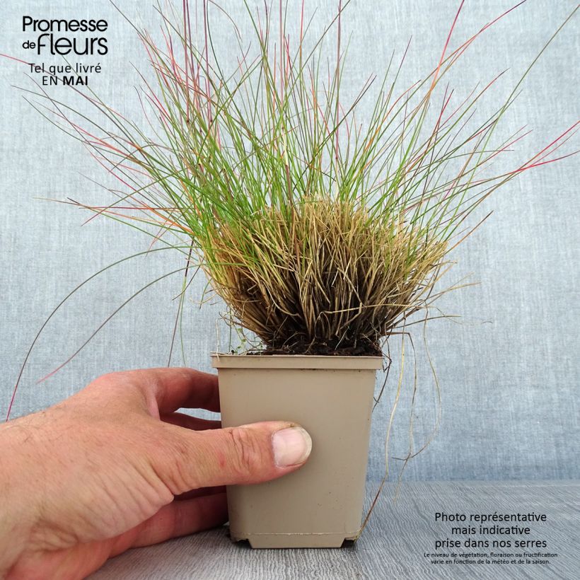 Exemplar von Schwingel Sunrise - Festuca Kleine Töpfe von 8/9 cm wie im Frühjahr geliefert