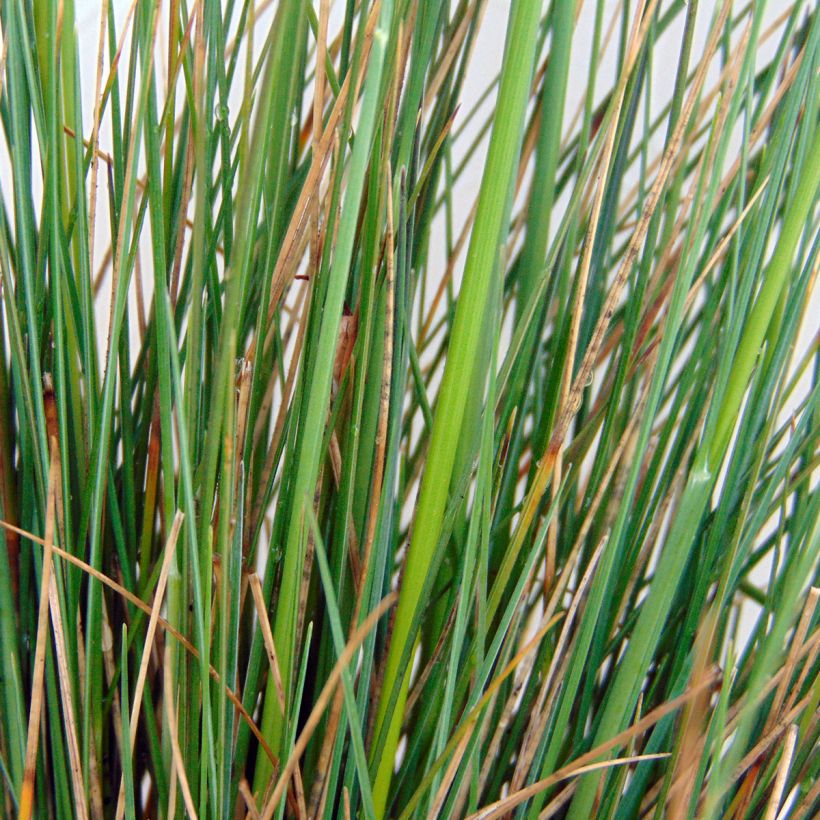 Amethyst-Schwingel - Festuca amethystina (Laub)