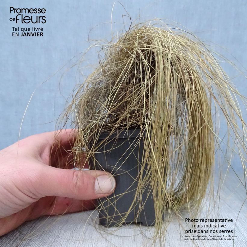 Exemplar von Amethyst-Schwingel - Festuca amethystina Kleine Töpfe von 8/9 cm wie im Winter geliefert