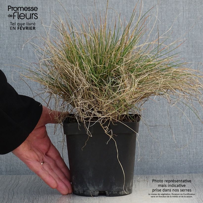 Exemplar von Amethyst-Schwingel - Festuca amethystina Topf mit 2L/3L wie im Winter geliefert