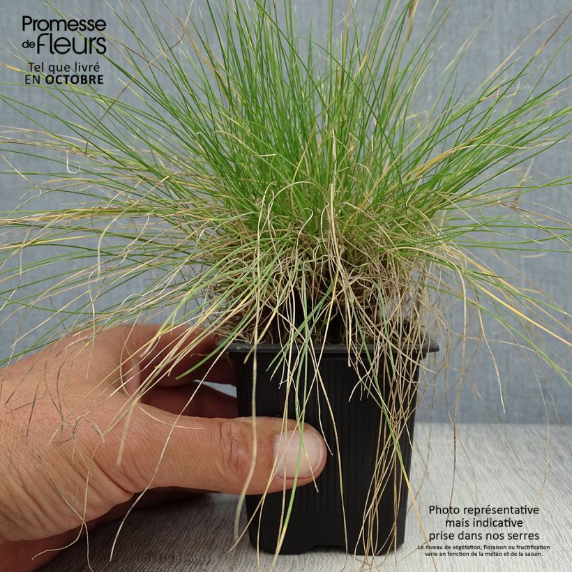 Exemplar von Echter Schwingel - Festuca filiformis Kleine Töpfe von 8/9 cm wie im Herbst geliefert