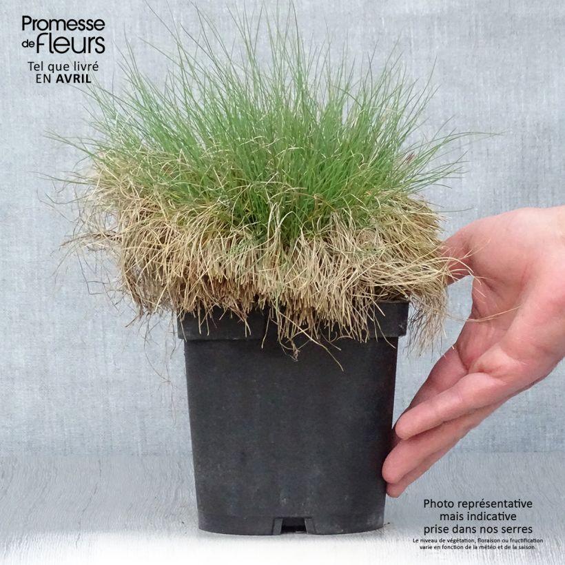 Exemplar von Echter Schwingel - Festuca filiformis Topf mit 2L/3L wie im Frühjahr geliefert