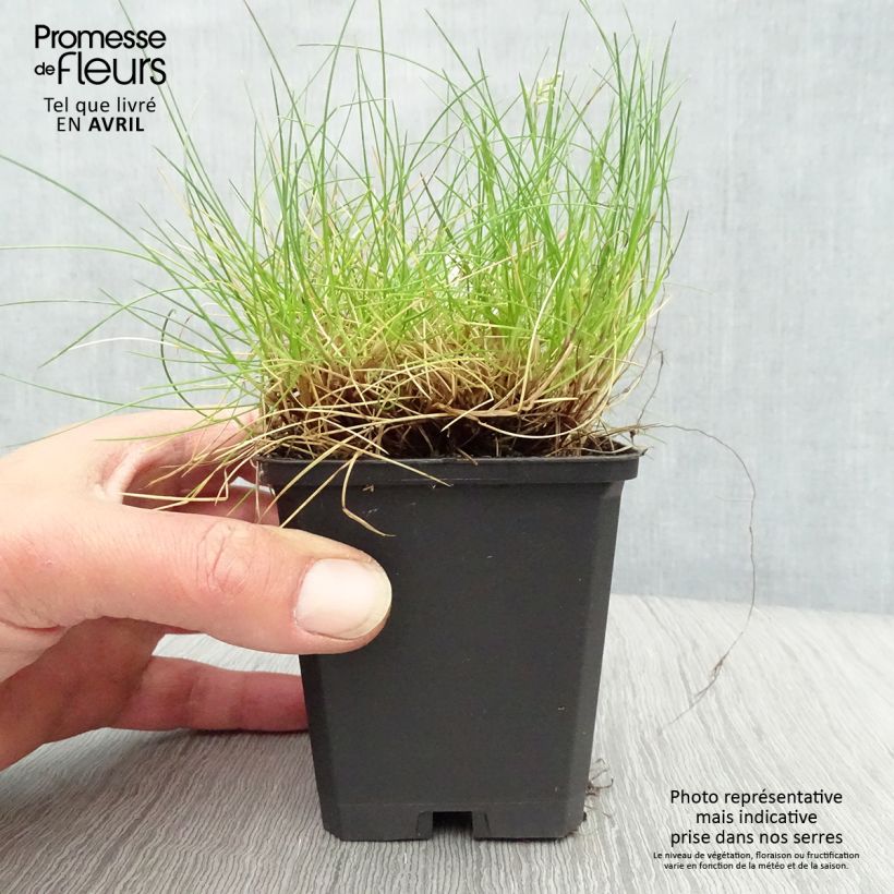 Exemplar von Bärenfell-Schwingel - Festuca gautieri Kleine Töpfe von 8/9 cm wie im Frühjahr geliefert