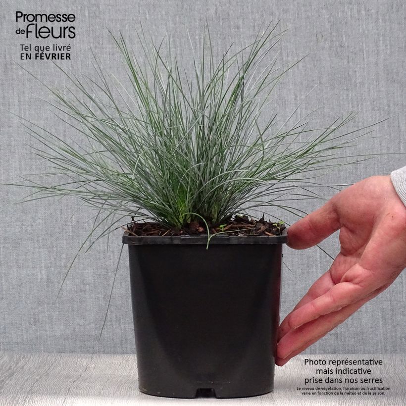 Exemplar von Blau-Schwingel Elijah Blue - Festuca glauca Topf mit 2L/3L wie im Herbst geliefert