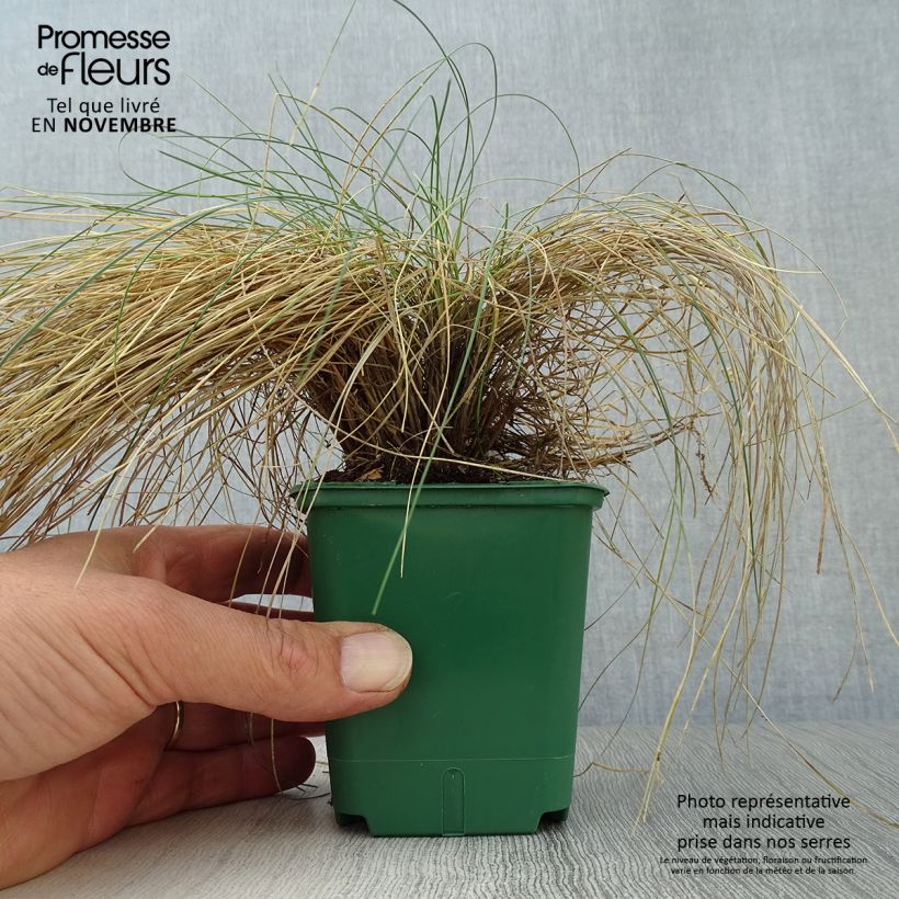 Exemplar von Walliser Schwingel Glaucantha - Festuca valesiaca Kleine Töpfe von 8/9 cm wie im Herbst geliefert