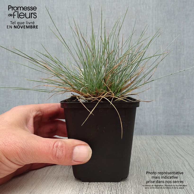Exemplar von Blau-Schwingel Elijah Blue - Festuca glauca Kleine Töpfe von 8/9 cm wie im Herbst geliefert