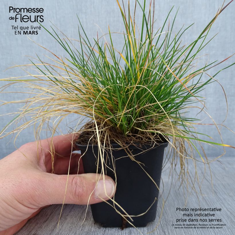 Exemplar von Schaf-Schwingel - Festuca ovina Kleine Töpfe von 8/9 cm wie im Winter geliefert