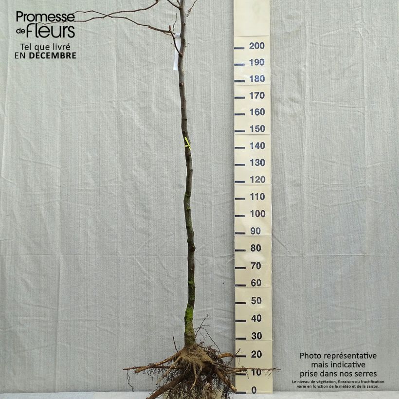 Exemplar von Gleditsia triacanthos f.inermis Sunburst - Gleditschie Wurzelnackt wie im Winter geliefert