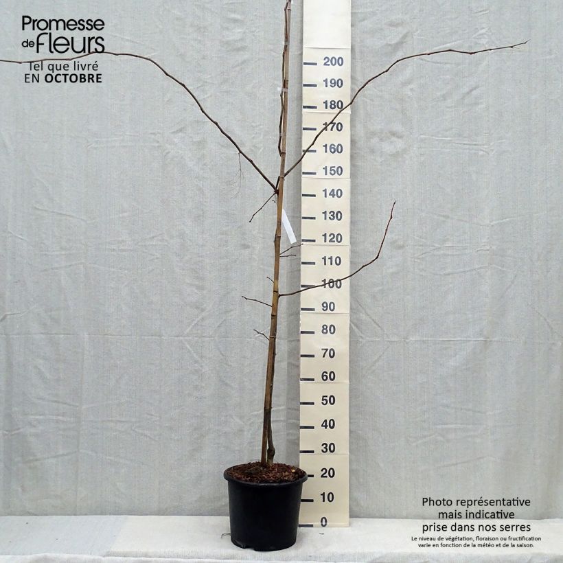 Exemplar von Gleditsia triacanthos f.inermis Sunburst - Gleditschie Topf mit 7,5L/10L wie im Herbst geliefert