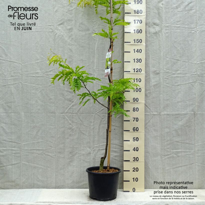 Exemplar von Gleditsia triacanthos f.inermis Sunburst - Gleditschie Topf mit 7,5L/10L, Stämmchen wie im Frühjahr geliefert