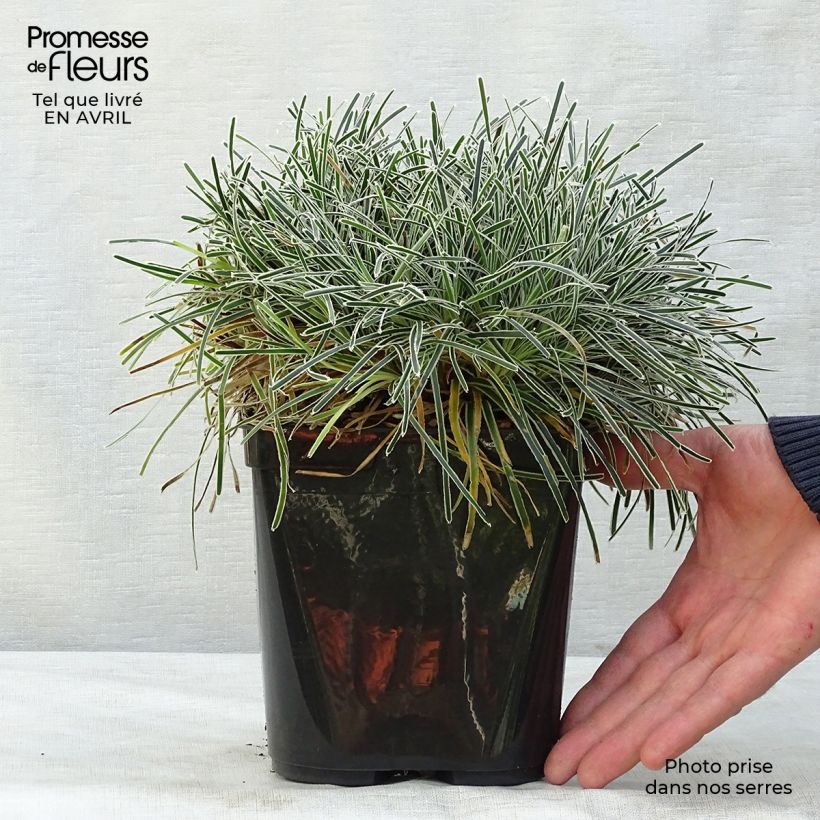 Exemplar von Ficinia truncata Ice Crystal - Zwerbinse Topf mit 2L/3L wie im Frühjahr geliefert