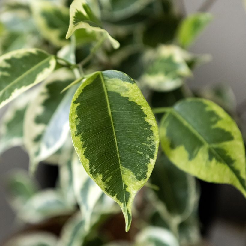 Ficus benjamina Golden King - Birkenfeige (Laub)
