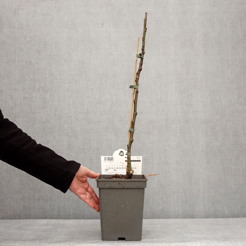 Exemplar von Feige Ice crystal - Ficus carica Topf mit 4L/5L, Heister wie im Winter geliefert