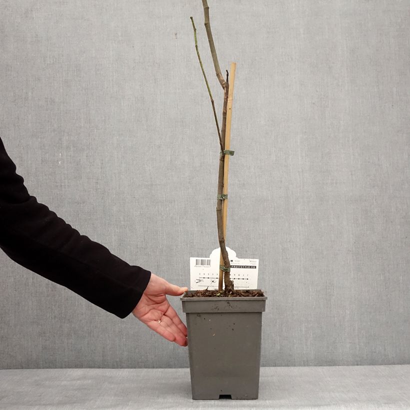 Exemplar von Feige Brown Turkey - Ficus carica Topf mit 4L/5L, Heister wie im Winter geliefert