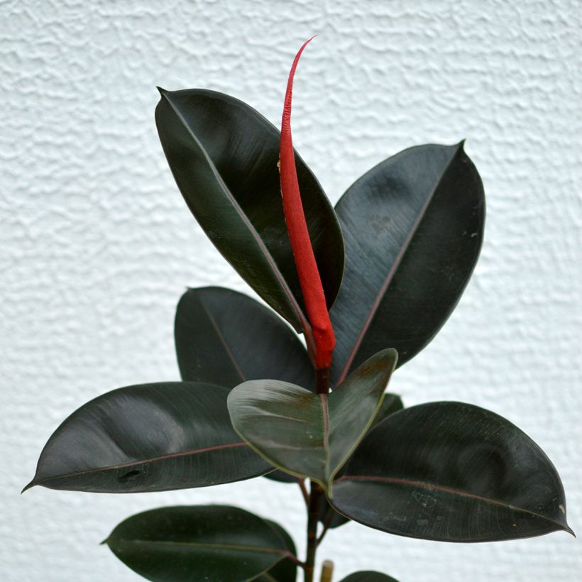 Gummibaum Burgundy - Ficus elastica (Laub)