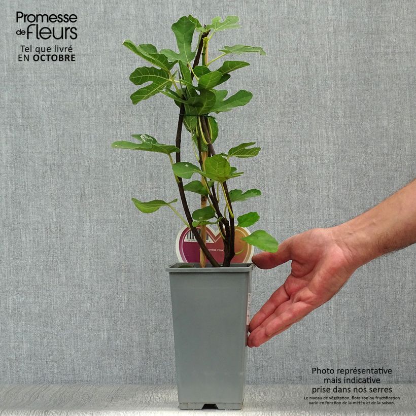 Exemplar von Feige Brown Turkey - Ficus carica Topf mit 1,5L/2L, Strauch wie im Herbst geliefert