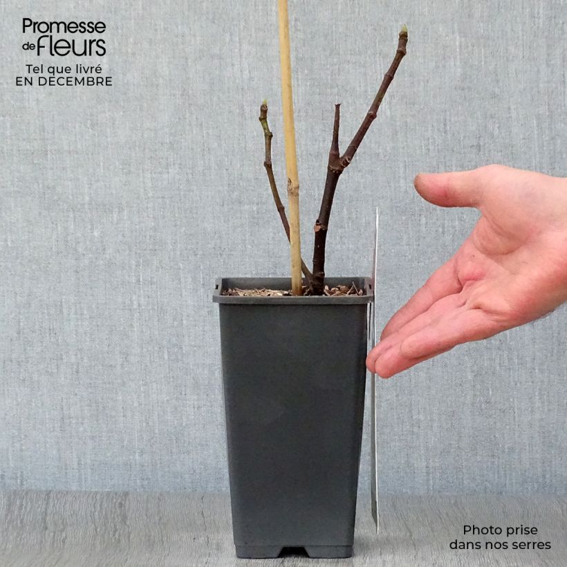 Exemplar von Feige Brown Turkey - Ficus carica Topf mit 1,5L/2L wie im Winter geliefert