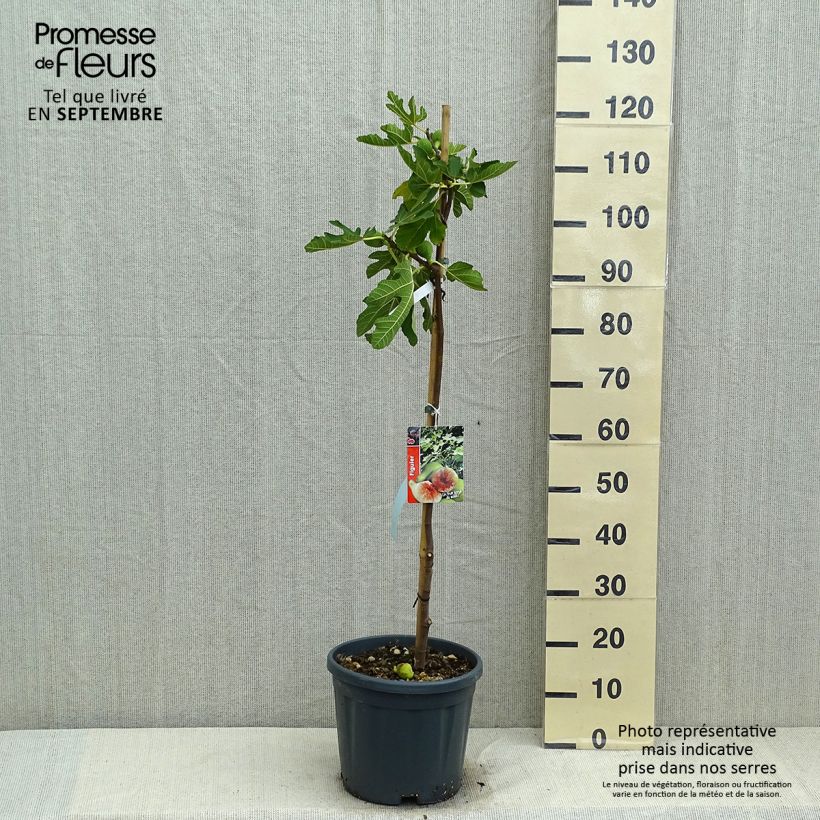 Exemplar von Feige Goutte d'Or - Ficus carica Topf mit 7,5L/10L, Halbstamm wie im Sommer geliefert