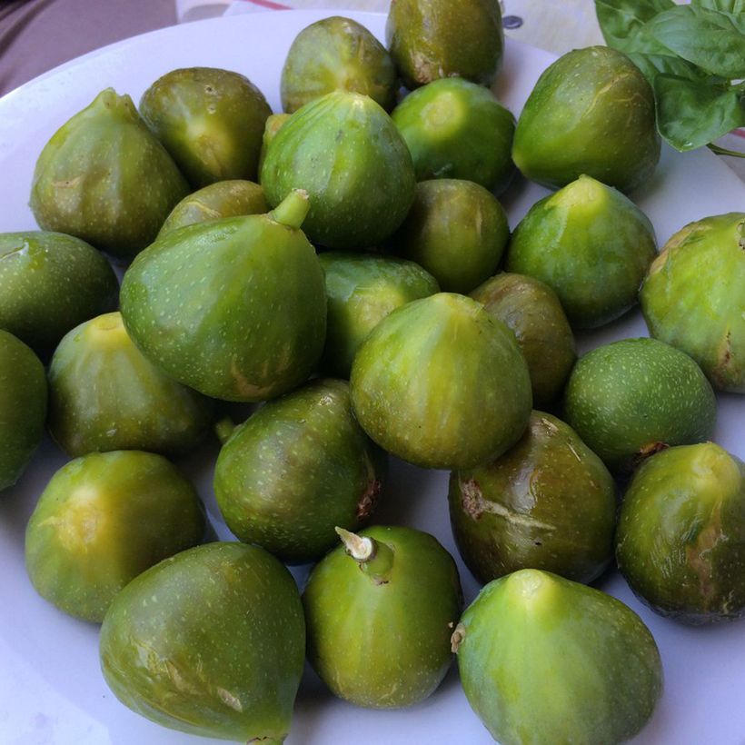Feige Gustis Ficcolino - Ficus carica (Ernte)