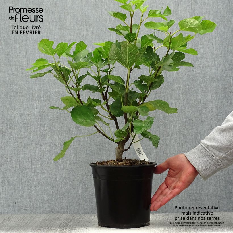 Exemplar von Feige Jannot - Ficus carica Topf mit 4L/5L wie im Herbst geliefert