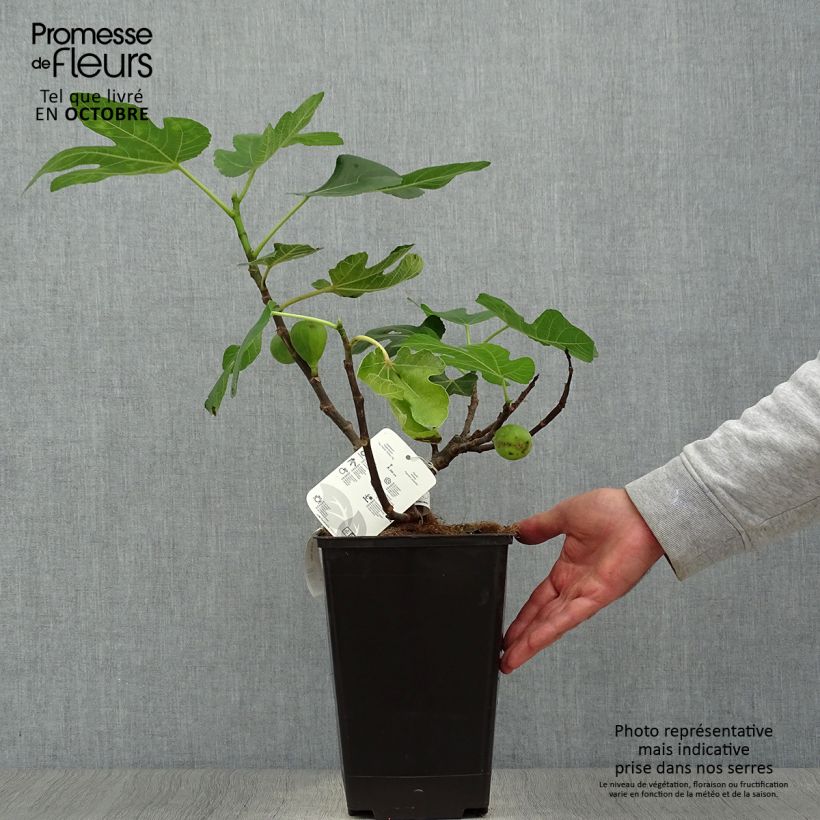 Exemplar von Feige Jordan - Ficus carica Topf mit 4L/5L, Strauch wie im Herbst geliefert