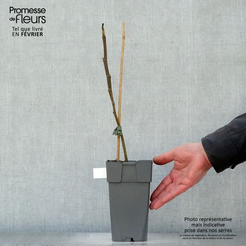 Exemplar von Feige Madeleine des Deux saisons - Ficus carica Topf mit 2L/3L, Heister wie im Winter geliefert