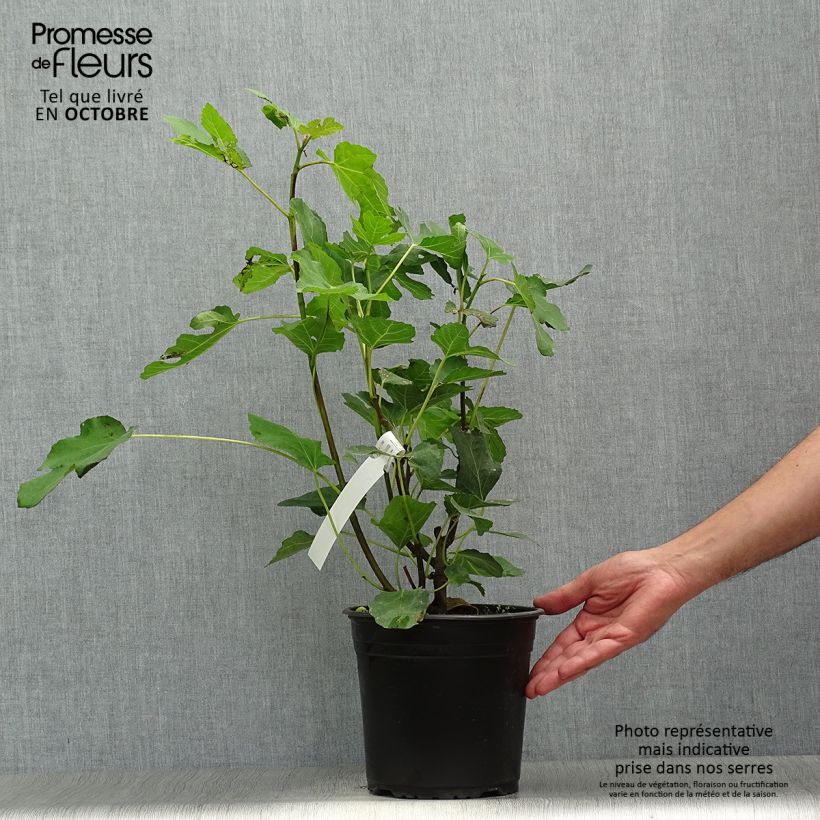 Exemplar von Feige Madeleine des Deux saisons - Ficus carica Topf mit 4L/5L, Strauch wie im Herbst geliefert