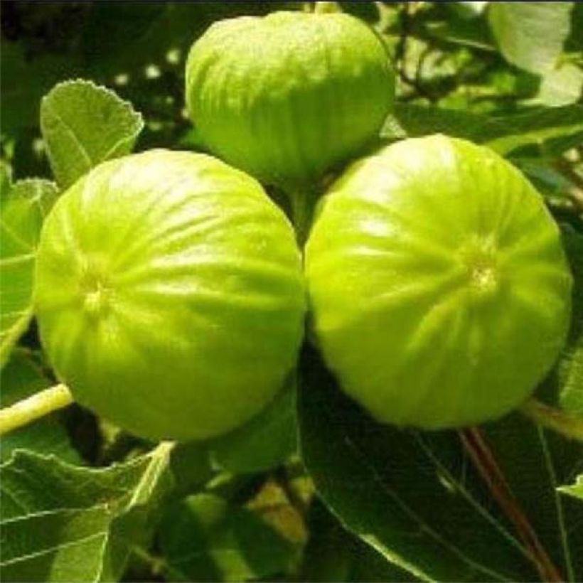 Feige Nazareth - Ficus carica (Ernte)
