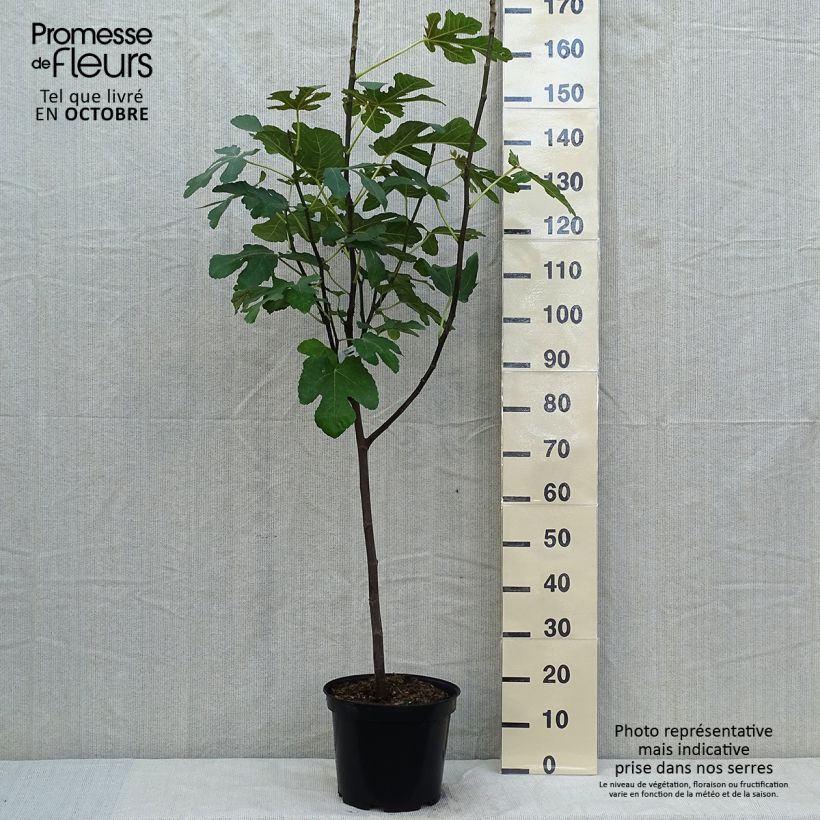 Exemplar von Feige Panachée - Ficus carica Topf mit 7,5L/10L, 1/4 Stängel wie im Herbst geliefert