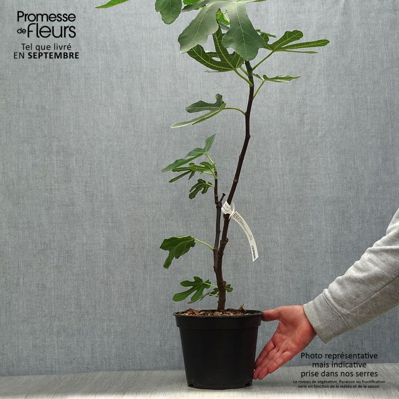 Exemplar von Feige Panachée - Ficus carica Topf mit 4L/5L, Strauch wie im Herbst geliefert