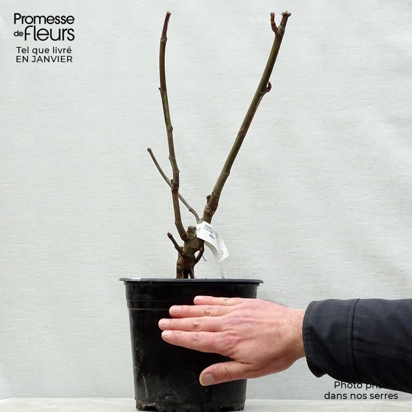 Exemplar von Feige Violette Dauphine - Ficus carica Topf mit 2L/3L, Strauch wie im Winter geliefert