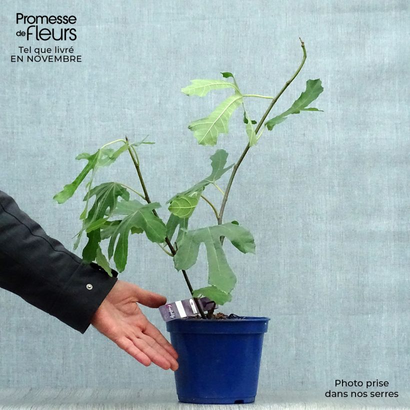 Exemplar von Feige Figality 'Majoam' - Ficus carica Topf mit 2L/3L, Strauch wie im Herbst geliefert