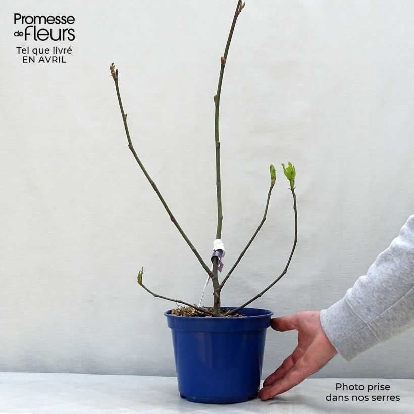 Exemplar von Feige Figality 'Majoam' - Ficus carica Topf mit 2L/3L, Strauch wie im Frühjahr geliefert