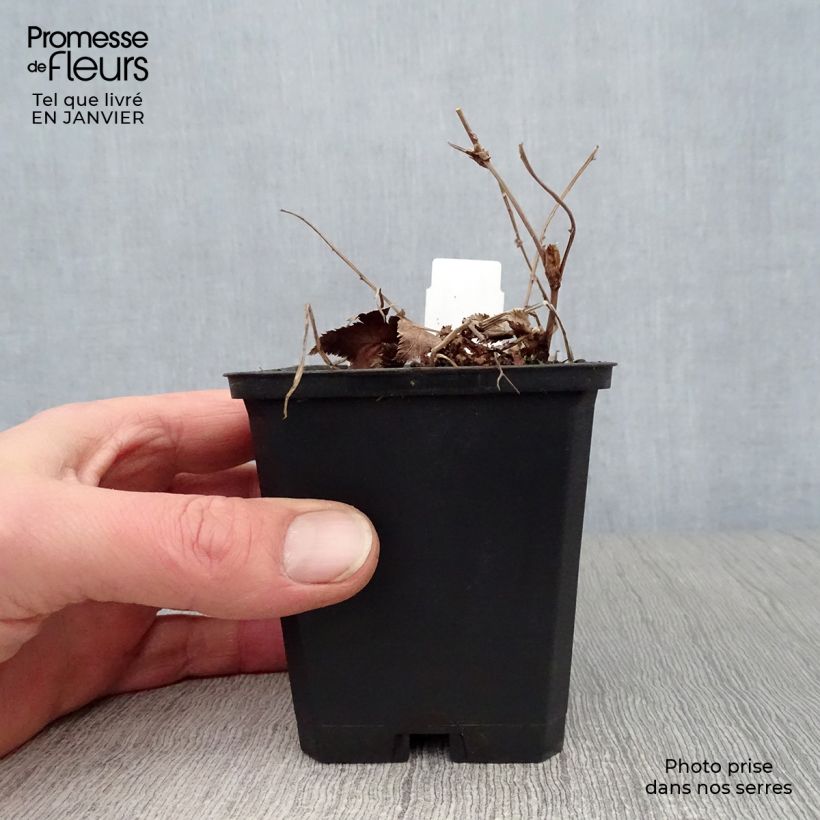 Exemplar von Palmblättriges Mädesüß Nana - Filipendula palmata Kleine Töpfe von 8/9 cm wie im Winter geliefert