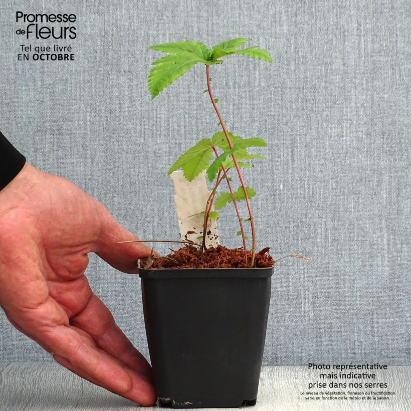 Exemplar von Rotblühendes Mädesüß Alba - Filipendula purpurea Kleine Töpfe von 8/9 cm wie im Herbst geliefert