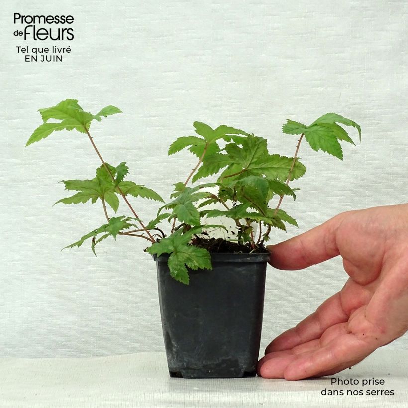 Exemplar von Rotblühendes Mädesüß Alba - Filipendula purpurea Kleine Töpfe von 8/9 cm wie im Sommer geliefert