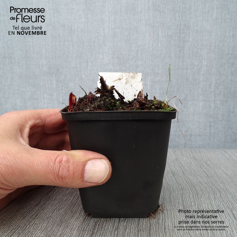Exemplar von Mädesüß Venusta - Filipendula rubra Kleine Töpfe von 8/9 cm wie im Herbst geliefert
