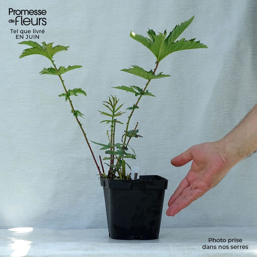 Exemplar von Mädesüß Venusta - Filipendula rubra Topf mit 2L/3L wie im Sommer geliefert