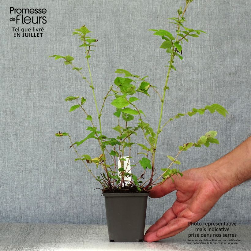 Exemplar von Echtes Mädesüß Aurea - Filipendula ulmaria Kleine Töpfe von 8/9 cm wie im Sommer geliefert