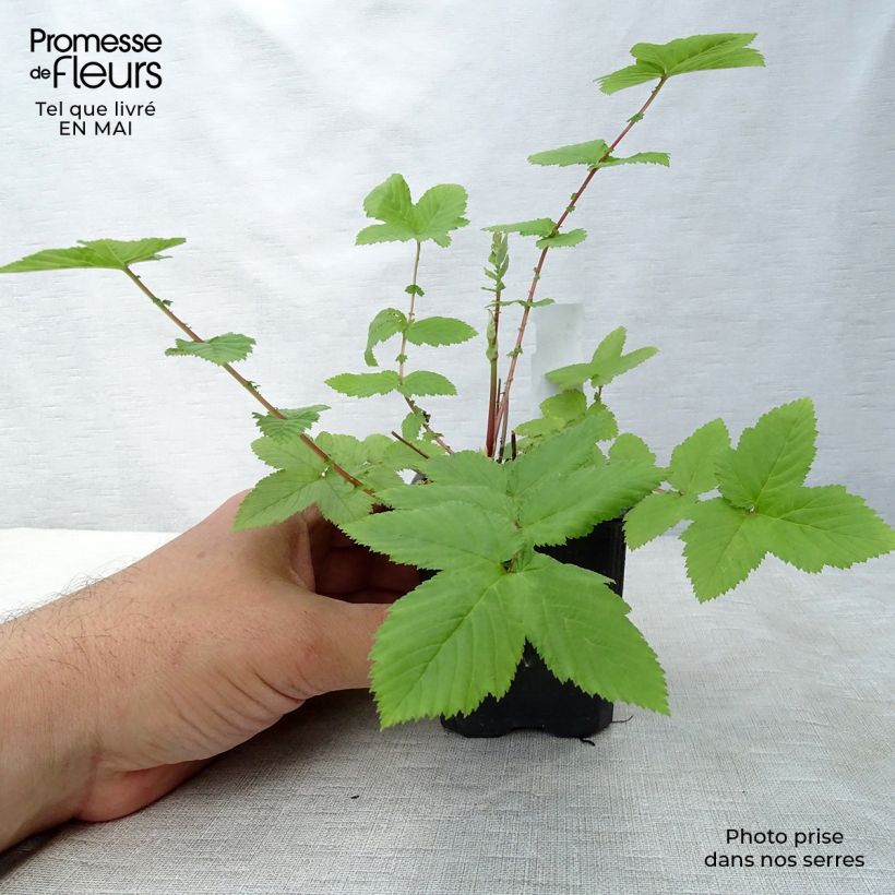 Exemplar von Echtes Mädesüß Plena - Filipendula ulmaria Kleine Töpfe von 8/9 cm wie im Frühjahr geliefert