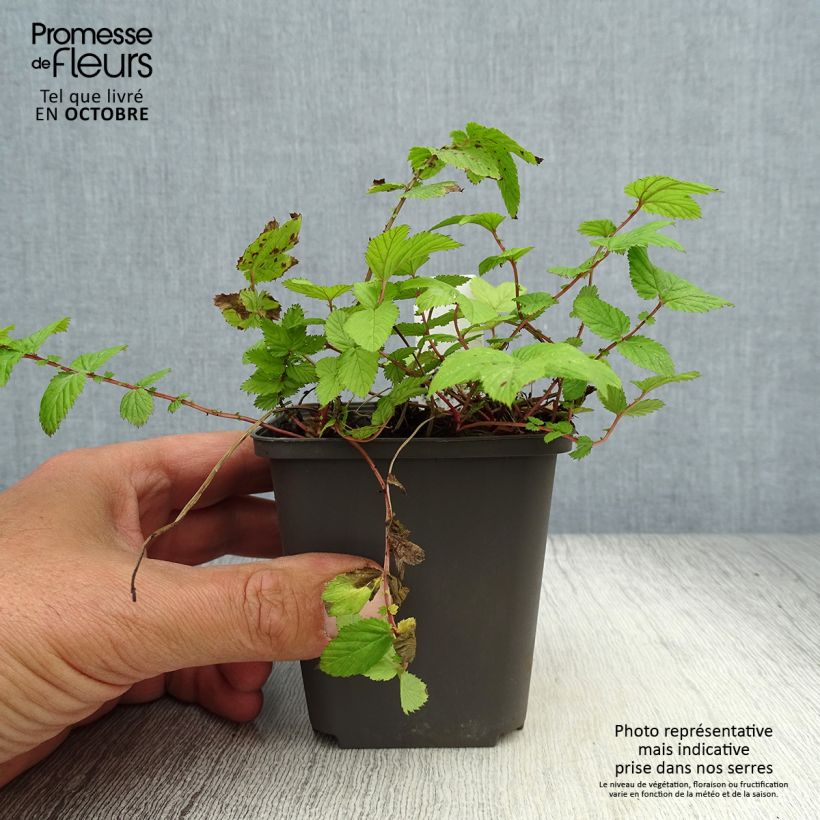 Exemplar von Echtes Mädesüß Rosea - Filipendula ulmaria Kleine Töpfe von 8/9 cm wie im Herbst geliefert
