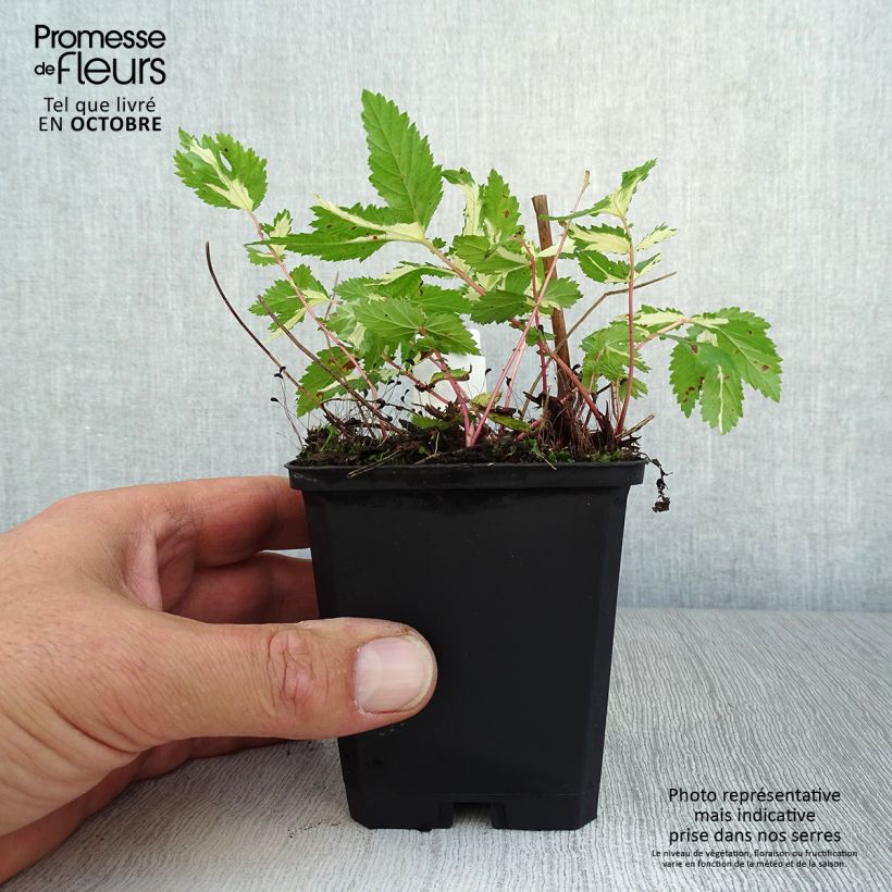 Exemplar von Echtes Mädesüß Variegata - Filipendula ulmaria Kleine Töpfe von 8/9 cm wie im Herbst geliefert