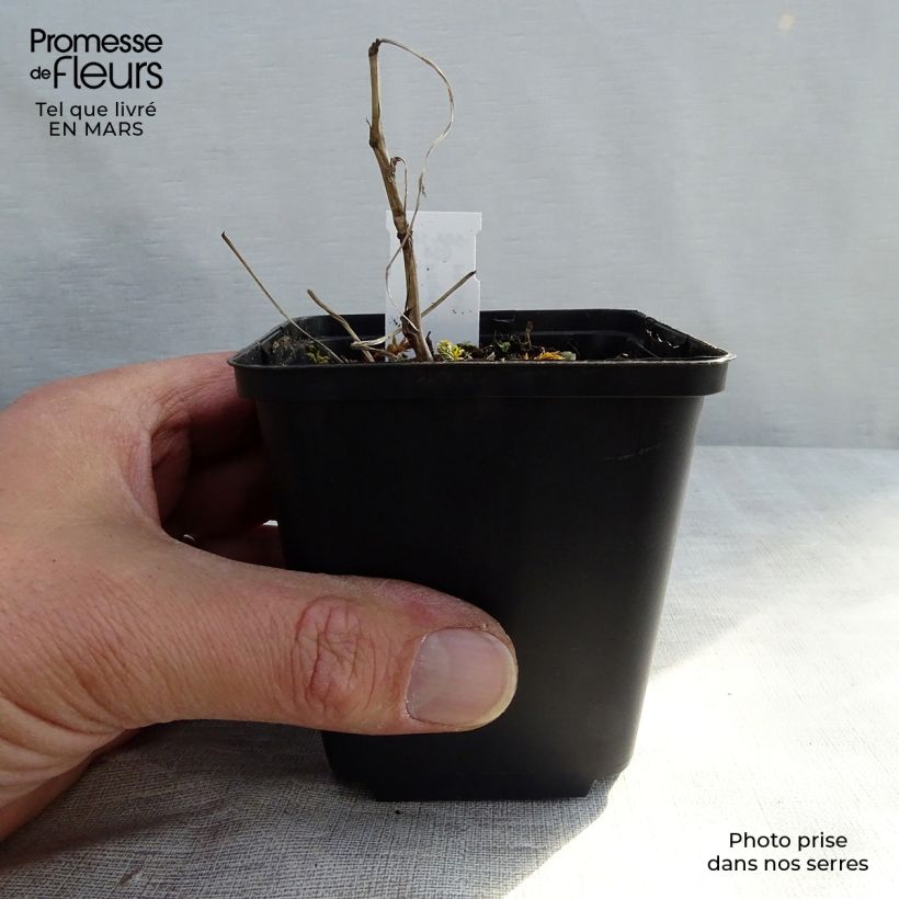 Exemplar von Echtes Mädesüß Variegata - Filipendula ulmaria Kleine Töpfe von 8/9 cm wie im Winter geliefert