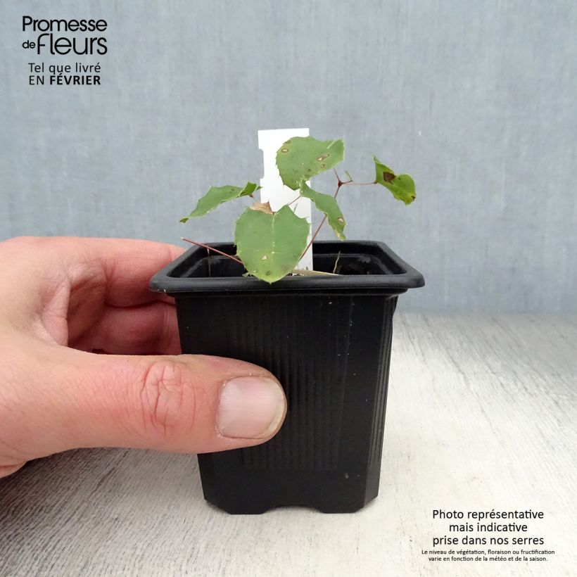 Exemplar von Epimedium Amber Queen - Elfenblume Kleine Töpfe von 8/9 cm wie im Winter geliefert