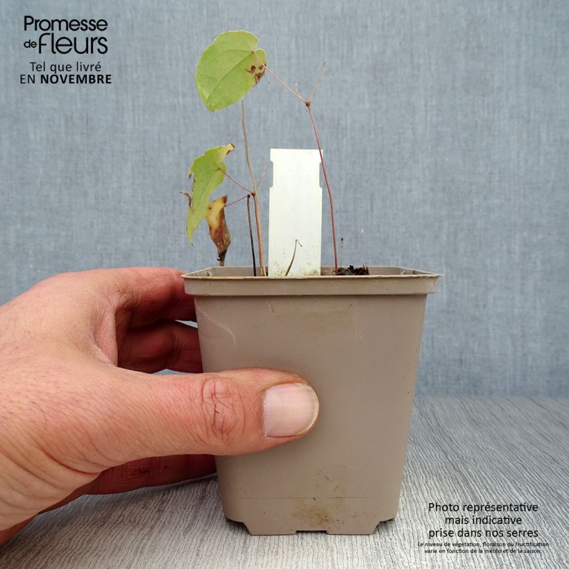 Exemplar von Epimedium Domino - Elfenblume Kleine Töpfe von 8/9 cm wie im Herbst geliefert