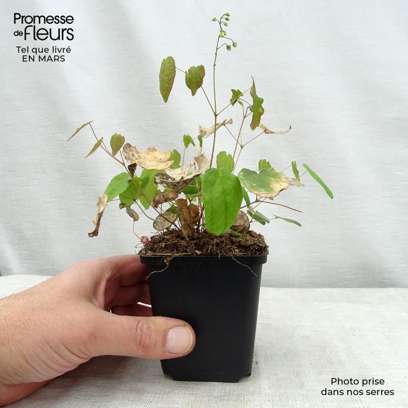 Exemplar von Epimedium Flower Of Sulphur - Elfenblume Kleine Töpfe von 8/9 cm wie im Frühjahr geliefert