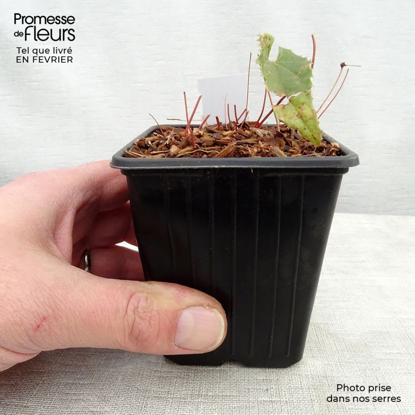 Exemplar von Epimedium Sphinx Twinkler - Elfenblume Kleine Töpfe von 8/9 cm wie im Winter geliefert