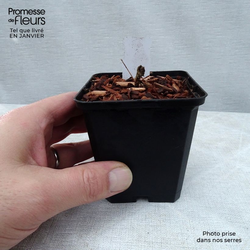 Exemplar von Epimedium Cupreum - Elfenblume Kleine Töpfe von 8/9 cm wie im Winter geliefert