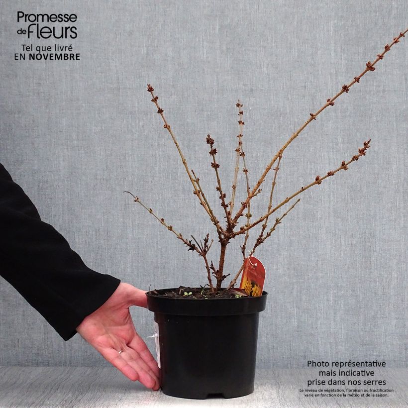 Exemplar von Goldglöckchen Mêlée d'Or - Forsythie Topf mit 3L/4L wie im Herbst geliefert